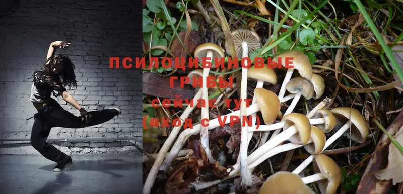 MEGA сайт  купить  сайты  Кизилюрт  Псилоцибиновые грибы Psilocybe 